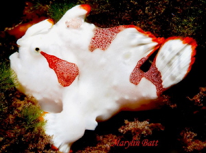 Small Juvenile Painted Frogfish, Dumaguete, Philippines by Marylin Batt 